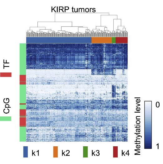 Heatmap of CpG site methylation and TF expression profiles (Liu et al., 2019)