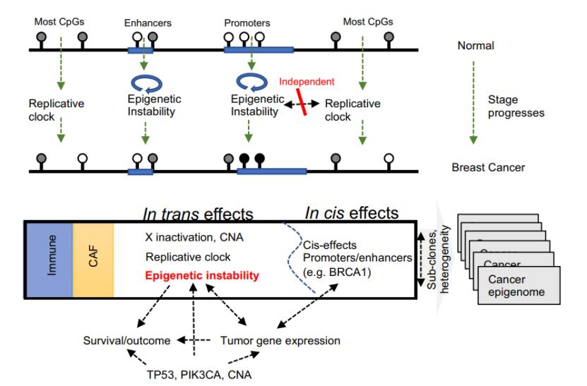 Unraveling Diseases with RRBS: Applications in Development, Diagnosis, and Treatment