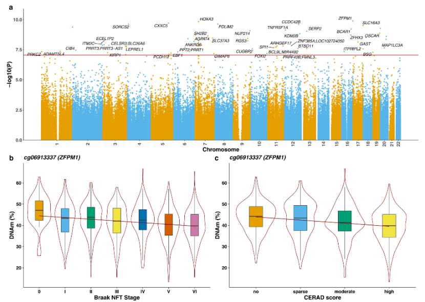 Different profiles of DNA methylation in UUO kidneys (Xiao et al., 2024)