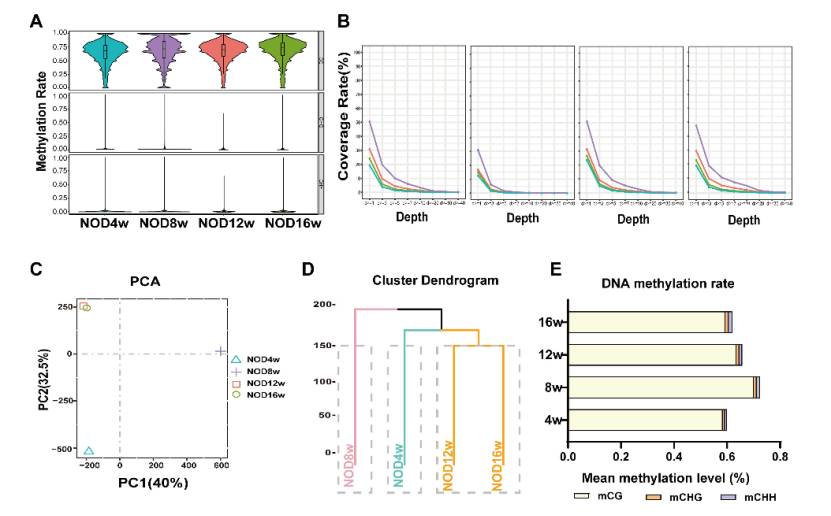 Different profiles of DNA methylation in UUO kidneys (Xiao et al., 2024)