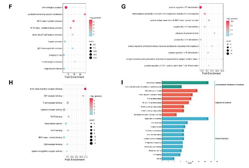 Different profiles of DNA methylation in UUO kidneys (Xiao et al., 2024)