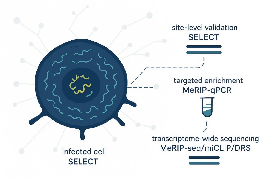 Mapping m6A on Viral RNA in Infected Cells: When to Use SELECT, MeRIP-qPCR, or Transcriptome-Wide Sequencing