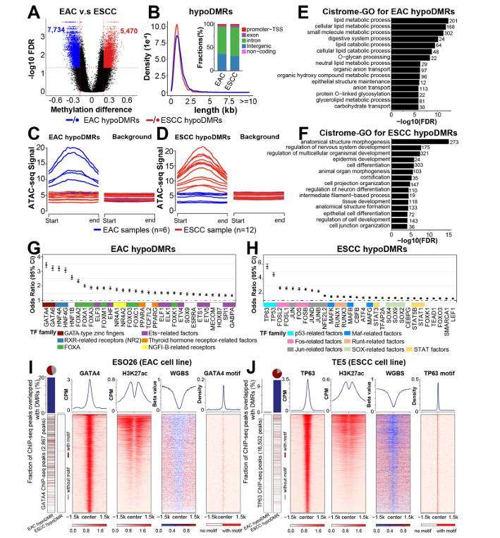 WGBS Application Summary: Deep Insights in Life Science Fields