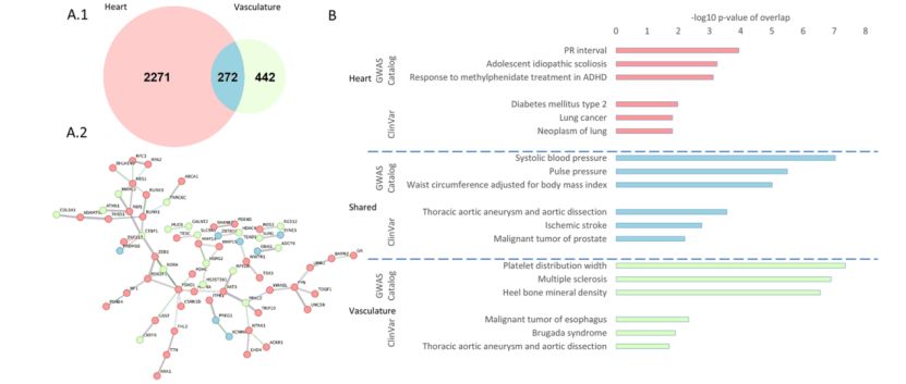 Different profiles of DNA methylation in UUO kidneys (Xiao et al., 2024)