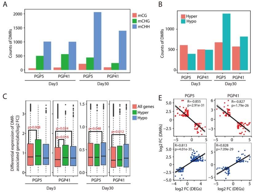 Different profiles of DNA methylation in UUO kidneys (Xiao et al., 2024)