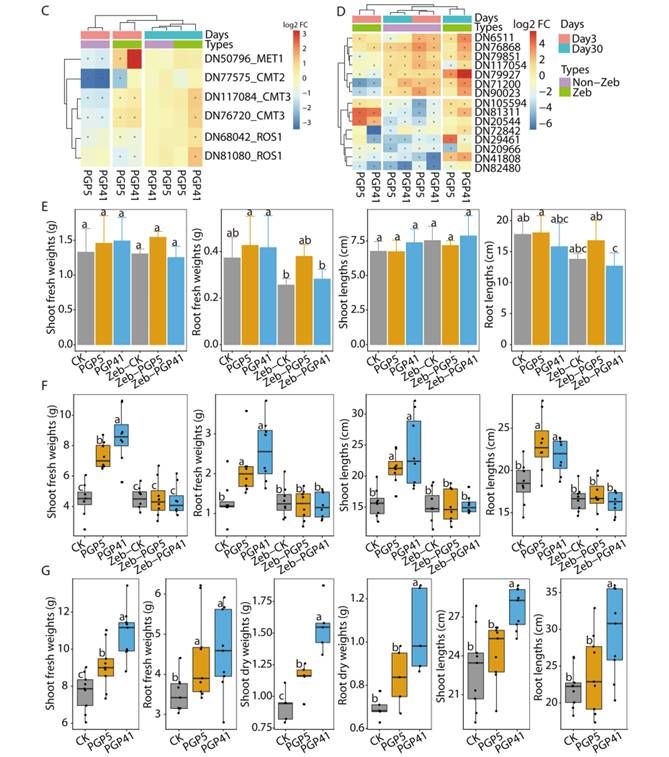 Different profiles of DNA methylation in UUO kidneys (Xiao et al., 2024)
