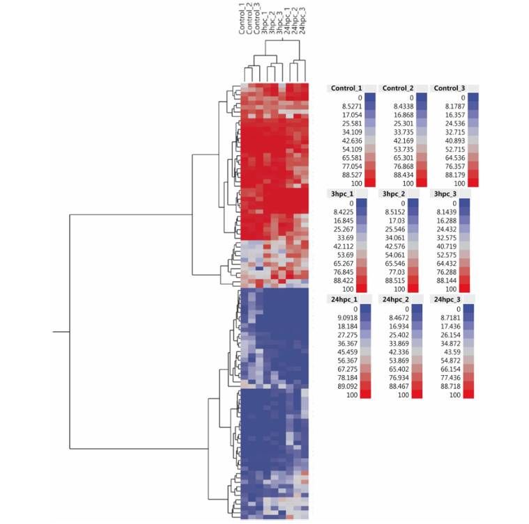 Different profiles of DNA methylation in UUO kidneys (Xiao et al., 2024)