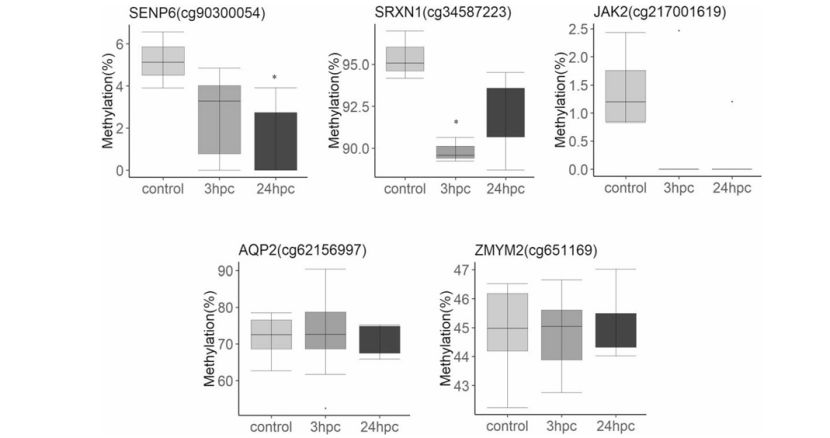 Different profiles of DNA methylation in UUO kidneys (Xiao et al., 2024)