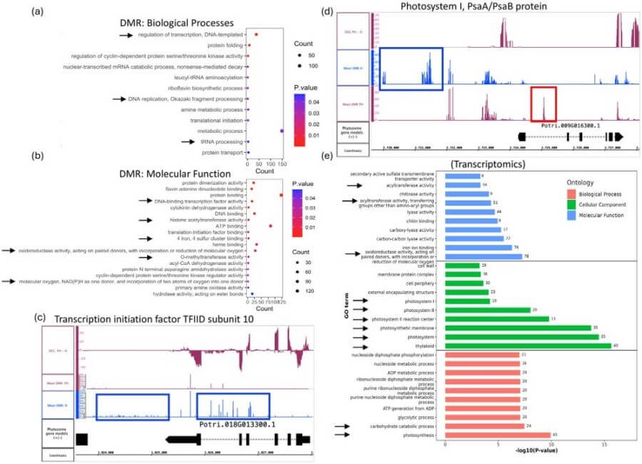 Figure 3: Differentially methylated regions (DMRs) attributing to transcription and photosynthesis processes in heat-stressed Populus.