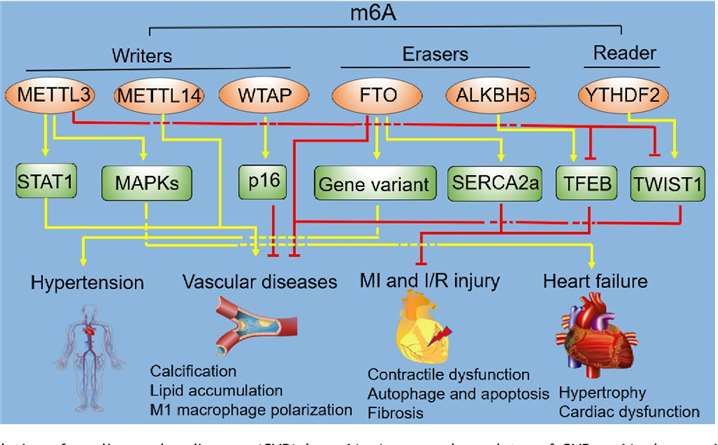 Diagram showing how m6A modification impacts cardiovascular disease regulation, highlighting molecular pathways.