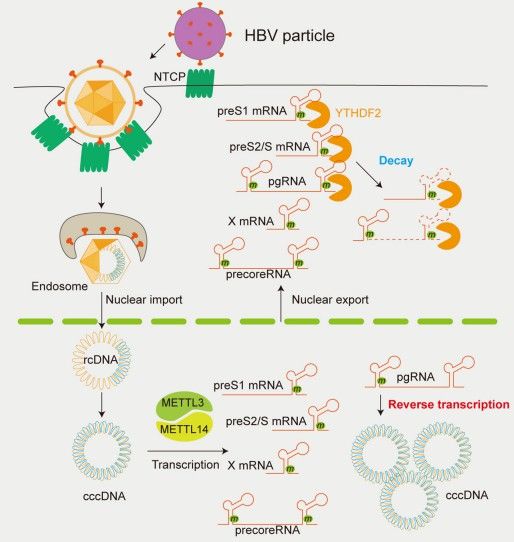 Depiction of m6A's influence on HBV lifecycle regulation, illustrating differential effects on viral replication and infection.