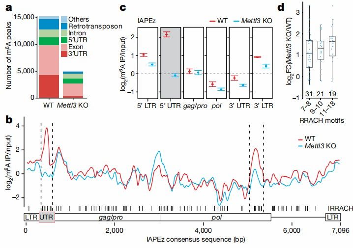 M6A methylation of IAP mRNAs (Tomasz et al., 2020)