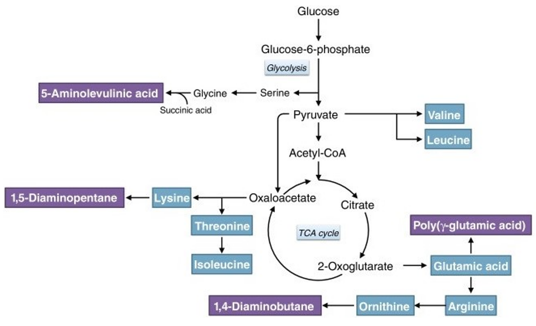 Metabolic pathways utilized for production of amino acids and amino acid-related compounds in microorganisms