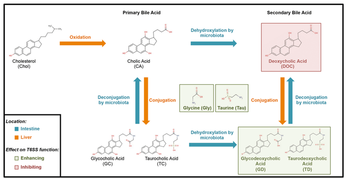 Bile acid metabolism