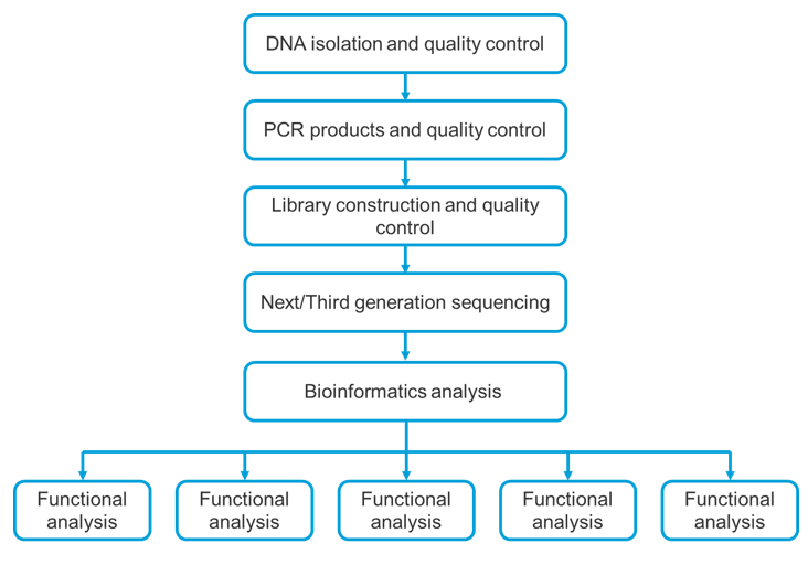 Gut Microbial Diversity Analysis Workflow