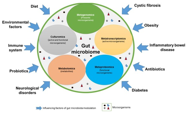 Metaproteomics of the human gut microbiota