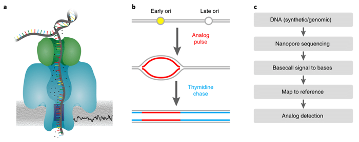 The principle and workflow of Nanopore sequencing