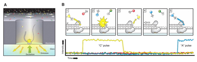 The principle and workflow of Nanopore sequencing