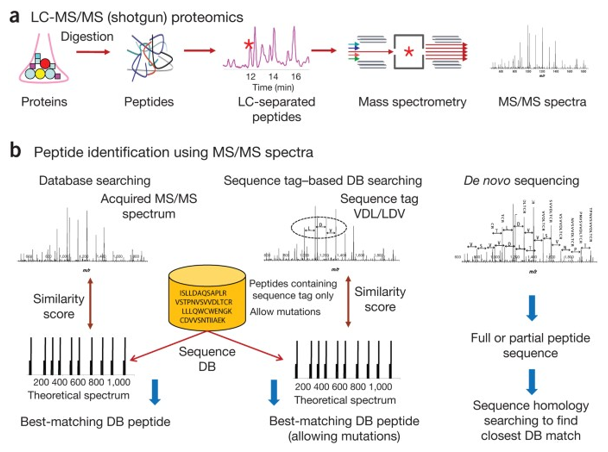 Proteogenomics Analysis by LC-MS/MS and MS/MS