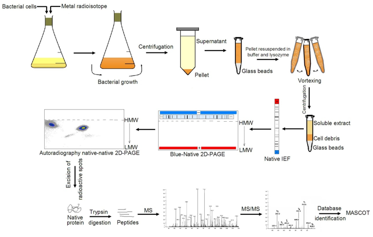 2D Blue Native SDS-PAGE for complex analysis