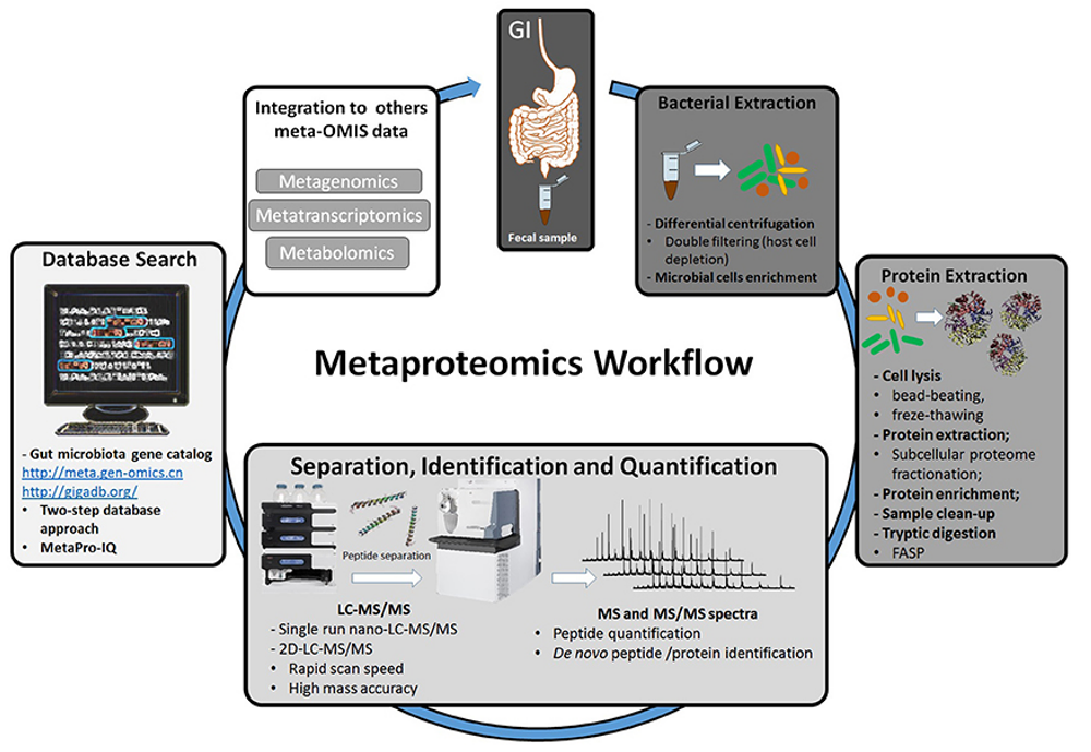 Workflow of metaproteomic analysis of fecal sample extracted from the gut