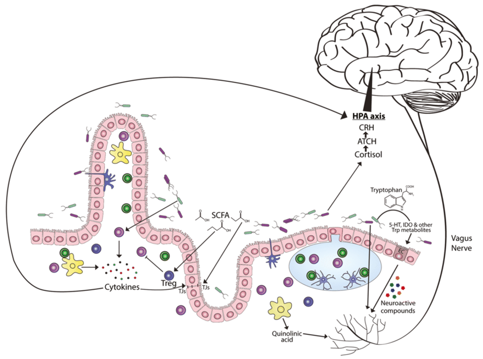 Microbiota-gut-brain axis