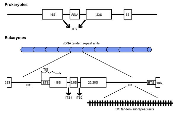 16S/18S/ITS Amplicon Sequencing