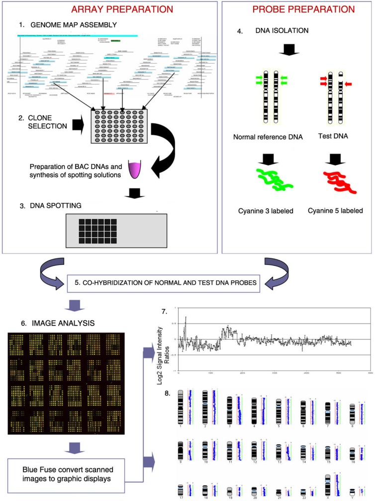 The workflow of BAC array CGH