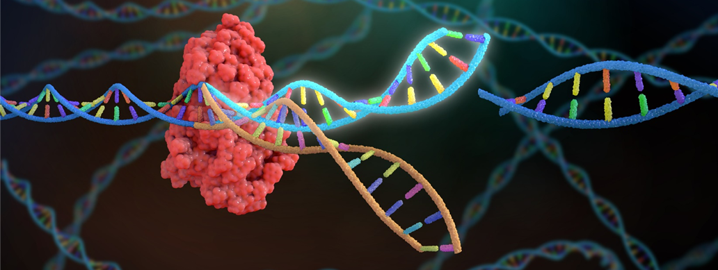 CRISPR/Cas9 Gene Editing Service