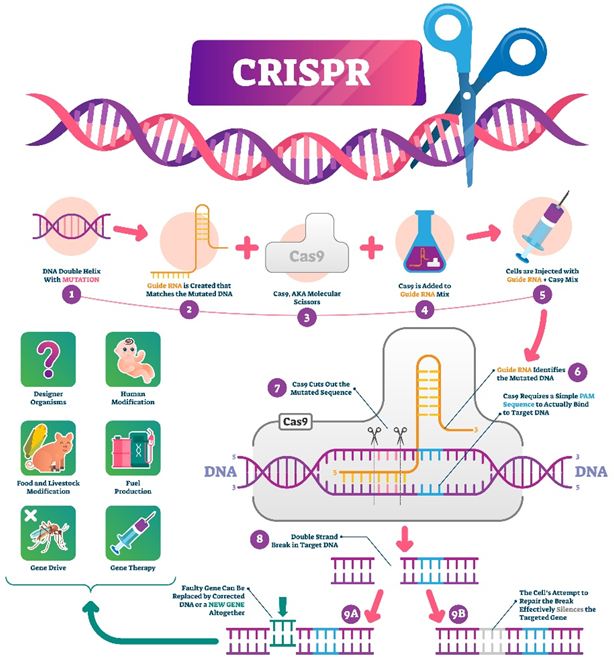 CRISPR/Cas9 Gene Editing Service