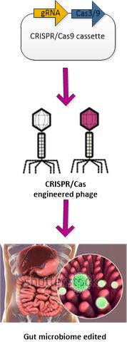 CRISPR strategies targeting the gut microbiome.