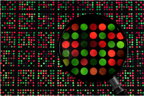 DNA Microarray Services