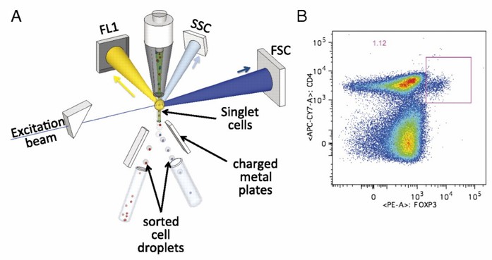 Flow Cytometry (FCM)-Based Analysis and Sorting Services