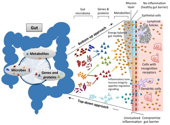 Interaction between gut microbiota and host whereby microbial metabolites - Gut Metabolomics Analysis