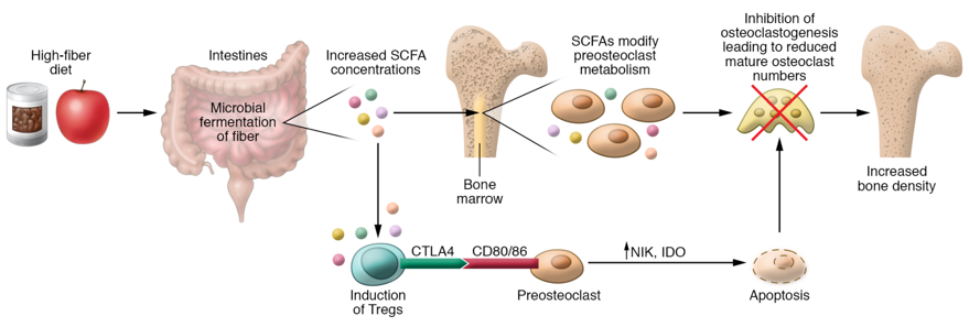 Direct and indirect effects of SCFAs on bone resorption.