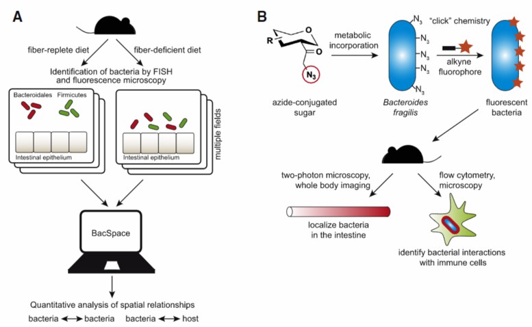 Gut Microbiota Fluorescent in situ Hybridization (FISH) Service