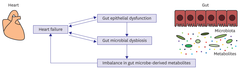 The concept of a heart-gut axis. In patients with heart failure, microcirculatory disturbances result in gut epithelial dysfunction.