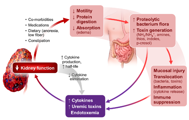 Gut-kidney axis: gastrointestinal-related inflammation and uremic toxin generation kidney diseases.