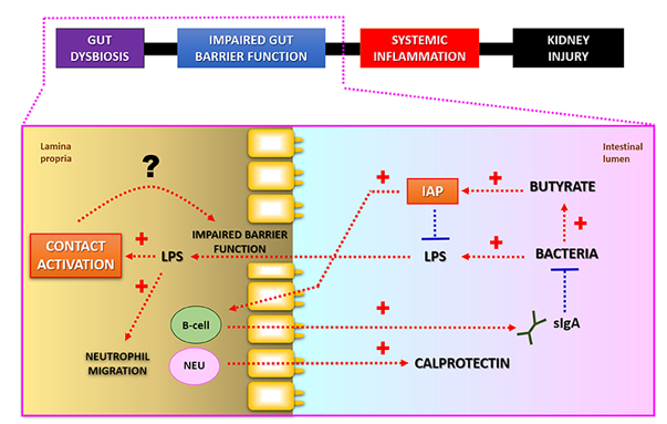 Putative interconnections between LPS-detoxification and intestinal barrier function.