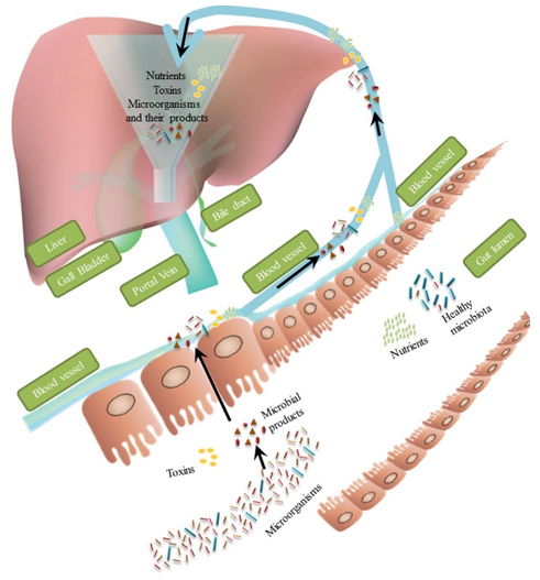 An illustration of liver-intestinal axis substances flow.