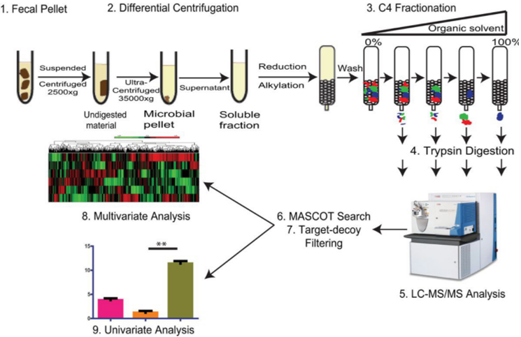 Gut Microbiota Proteomics Service