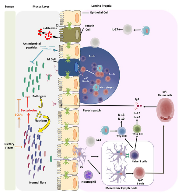 Microbiota and pathogen control mechanisms of the gut immune system - Gut Microbiota and Autoimmune Disorders