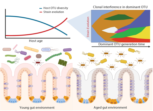 The gut microbiota undergoes dynamic changes during host aging - Gut Microbiota and Host Age Research