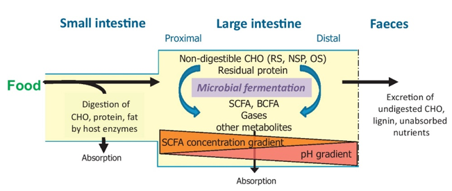 An example of how gut microbiota involves digesting food and influencing the host - Gut Microbiota and Host Diet Research