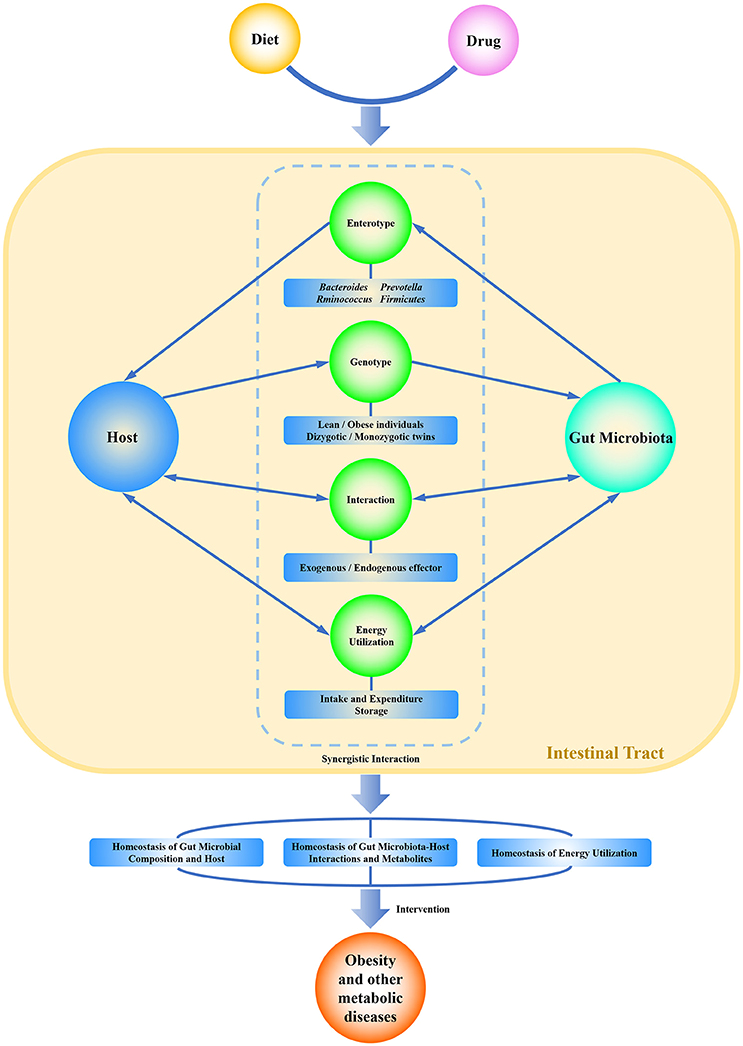 The commensal homeostasis of gut microbiota-host under the intervention. - Gut Microbiota and Diseases