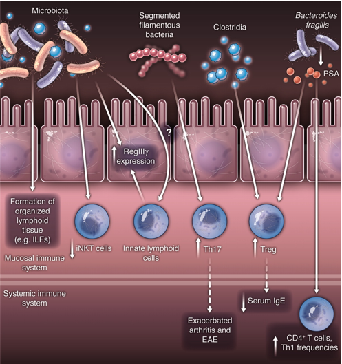  How microbiota shape host immunity