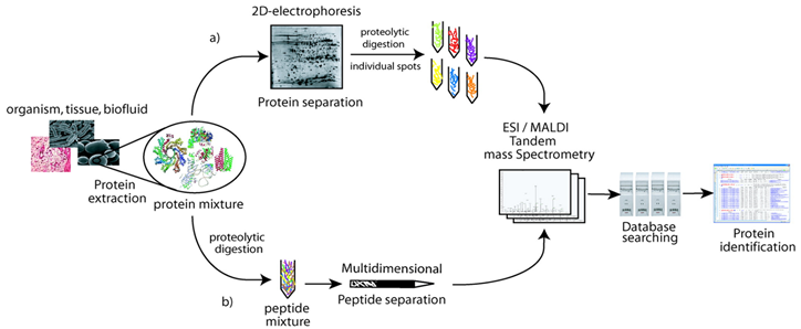 Microbial Proteomics Analysis