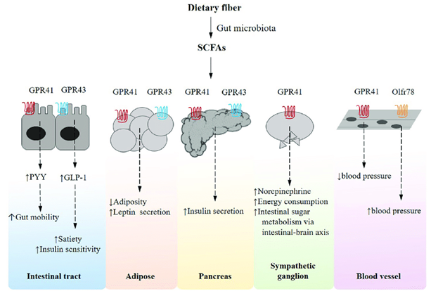 Microbial Short-Chain Fatty Acid (SCFAs) Analysis