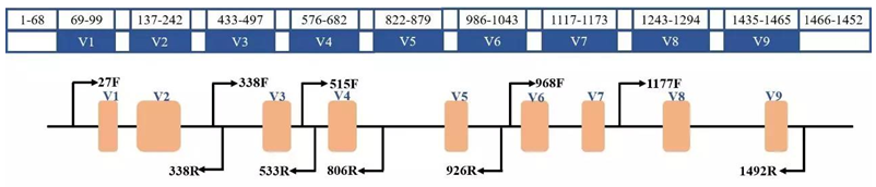 Microbiome 16S Sequencing Service