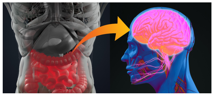 Microbiota–Gut–Brain Axis Research-1